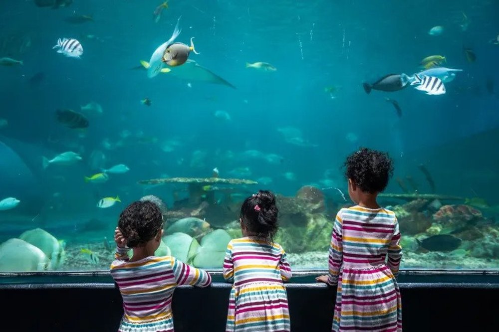 Kids looking at the fish