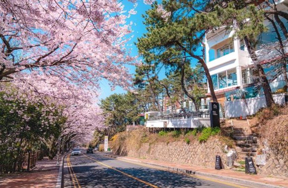 Haeundae Dalmajigil Road cherry blossom