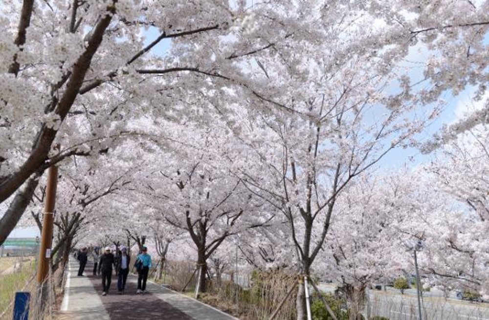 Daejeo Eco Park cherry blossom