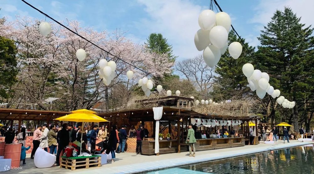 Nami Island cherry blossom
