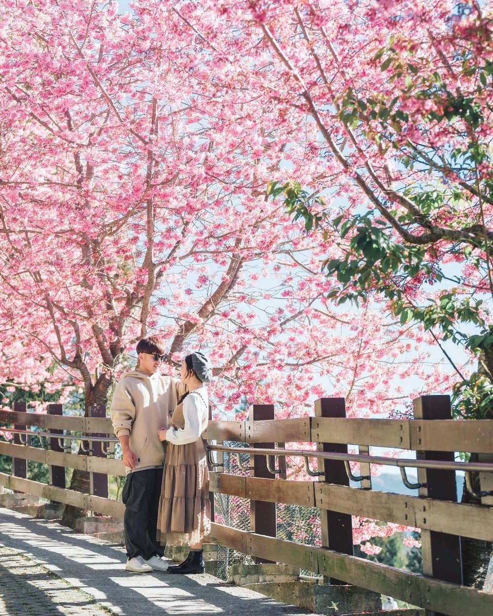 Best place in Taiwan to see cherry blossoms