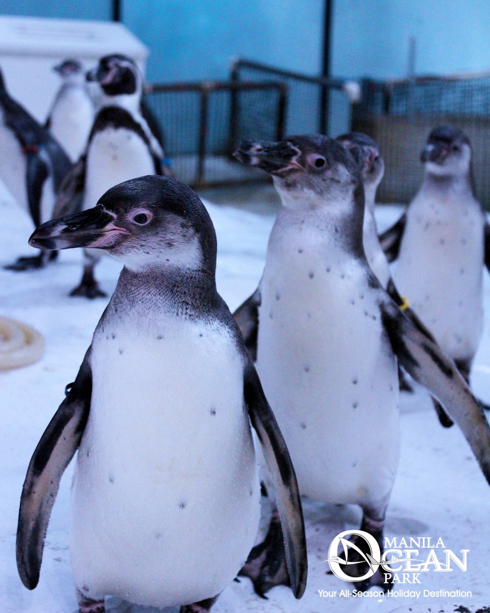 Penguins walking in line