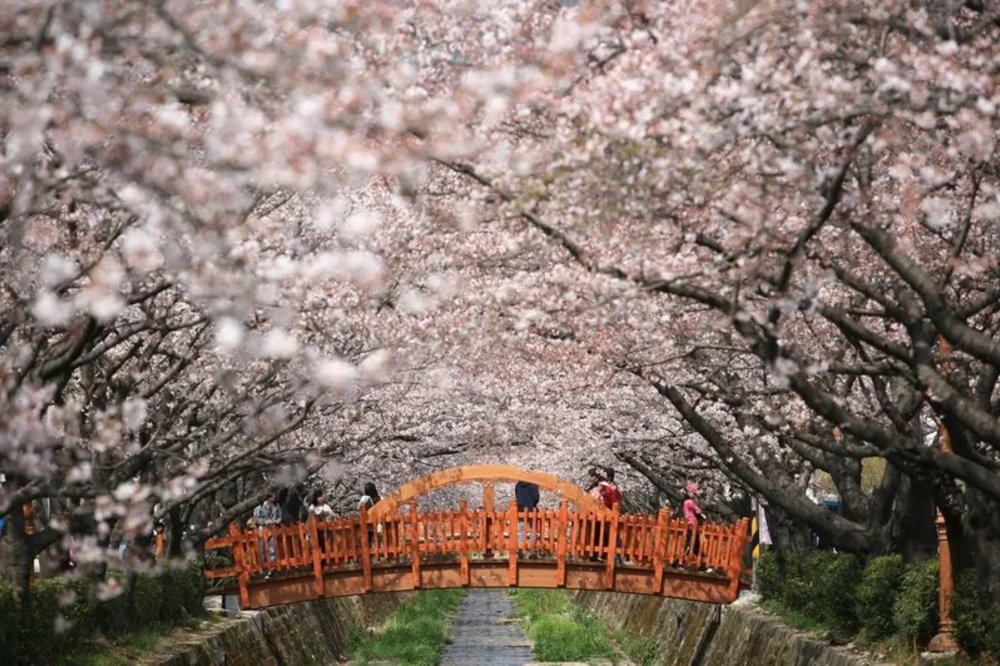spring in korea