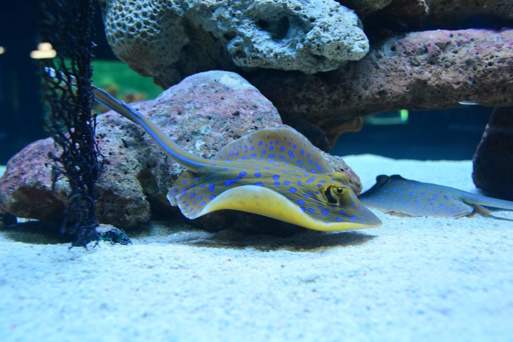 Stingray with blue spots
