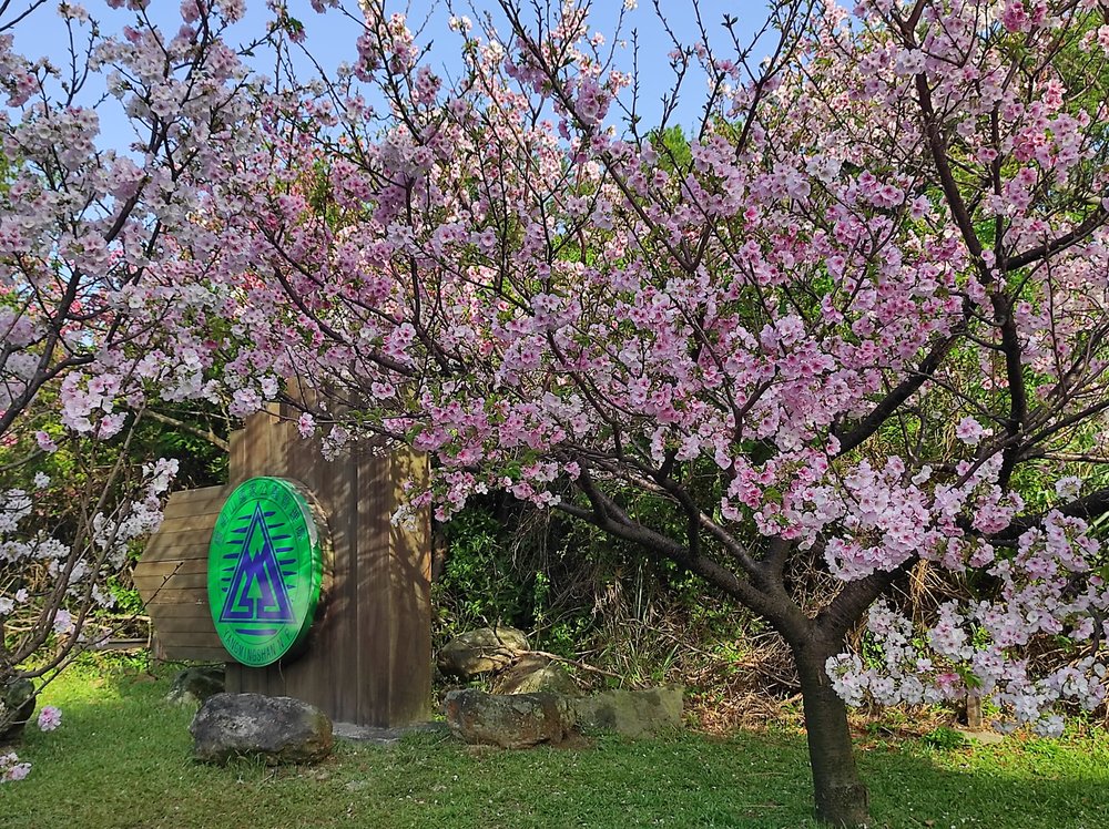 Sakura trees in Yangmingshan National Park