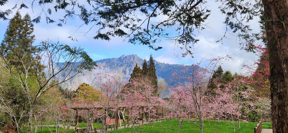 View of a park during cherry blossom season
