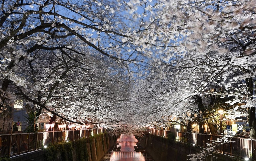 Sakura beside the river at night