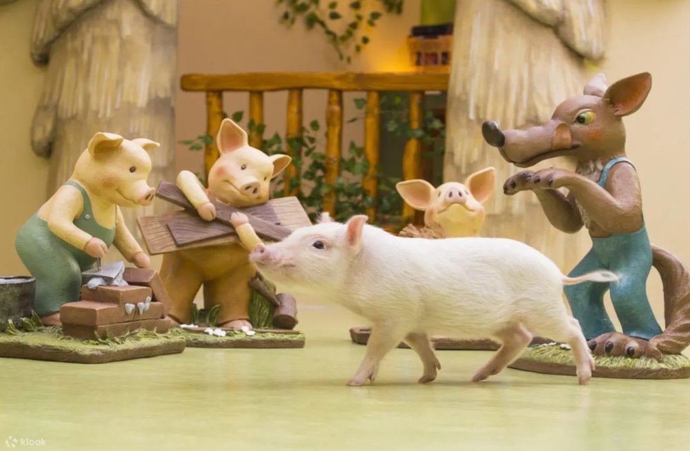 เจ้าหมูจิ๋วใน Mipig Cafe ตัวนุ่มน่ากอด