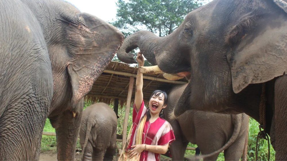 a woman feeding elephants in thailand