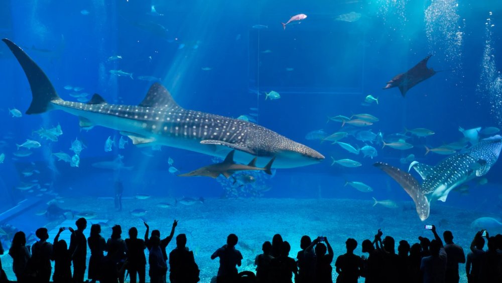 people enjoying the Okinawa Churaumi Aquarium
