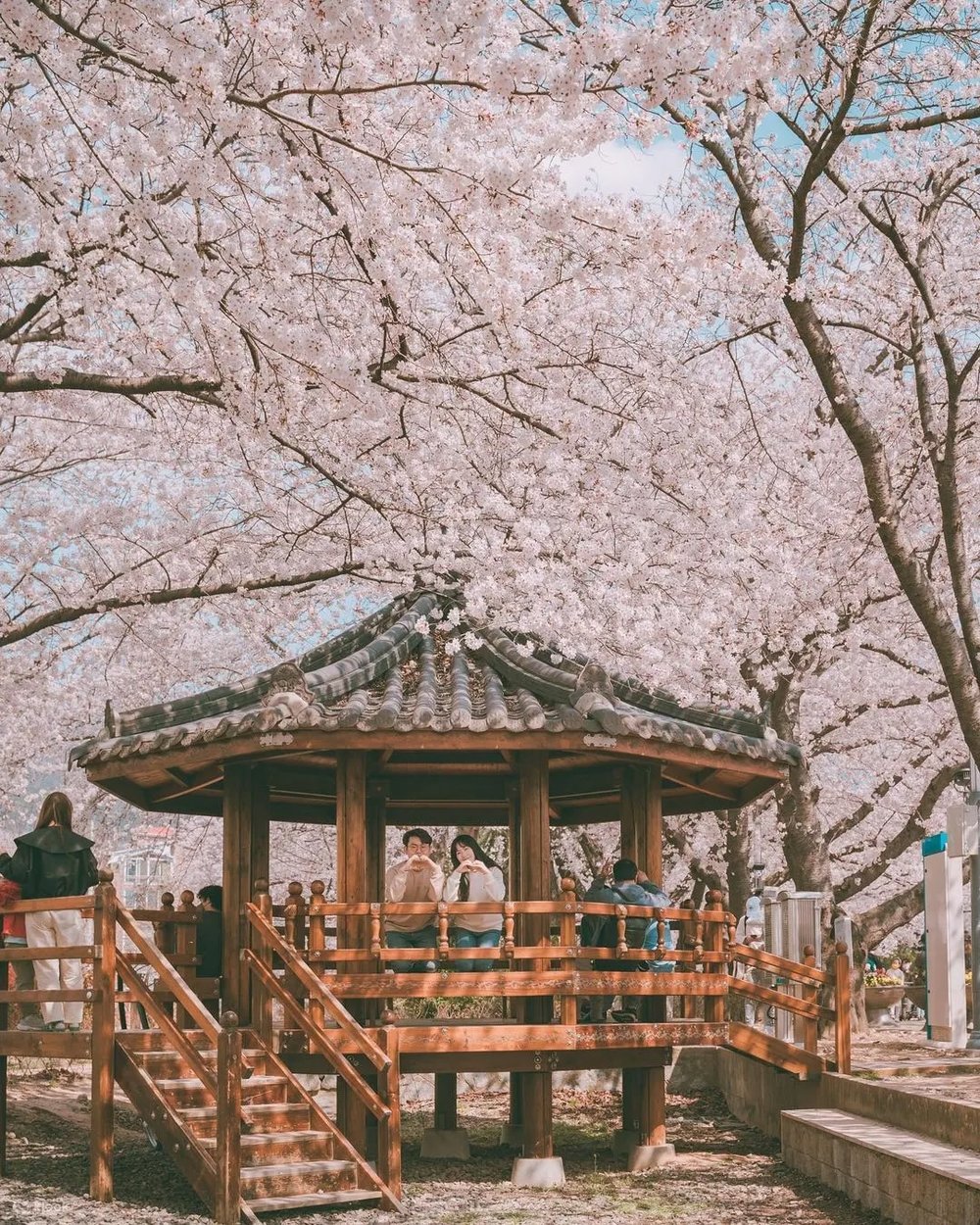 jinhae cherry blossom festival 