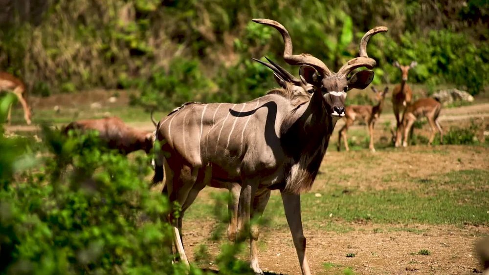 Tamaraw in the zoo