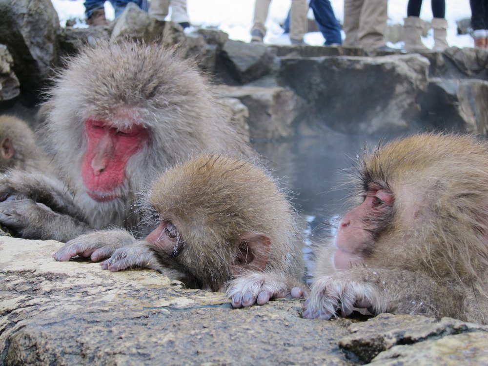 Snow Monkey Resort