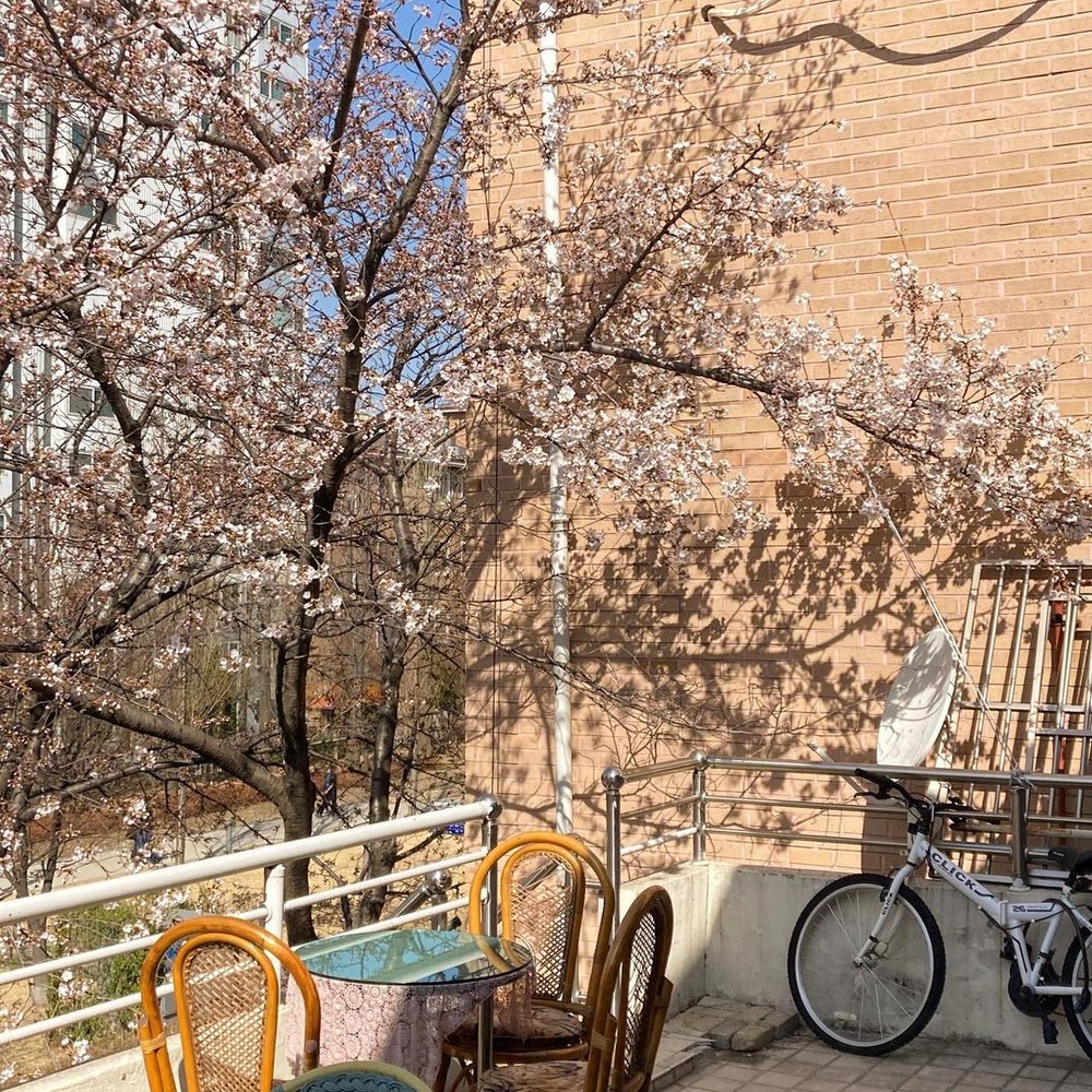 Yeonnamdong Cherry Blossoms House Rooftop view