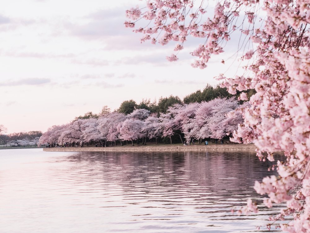 cherry blossom viewing spot in Washington DC USA
