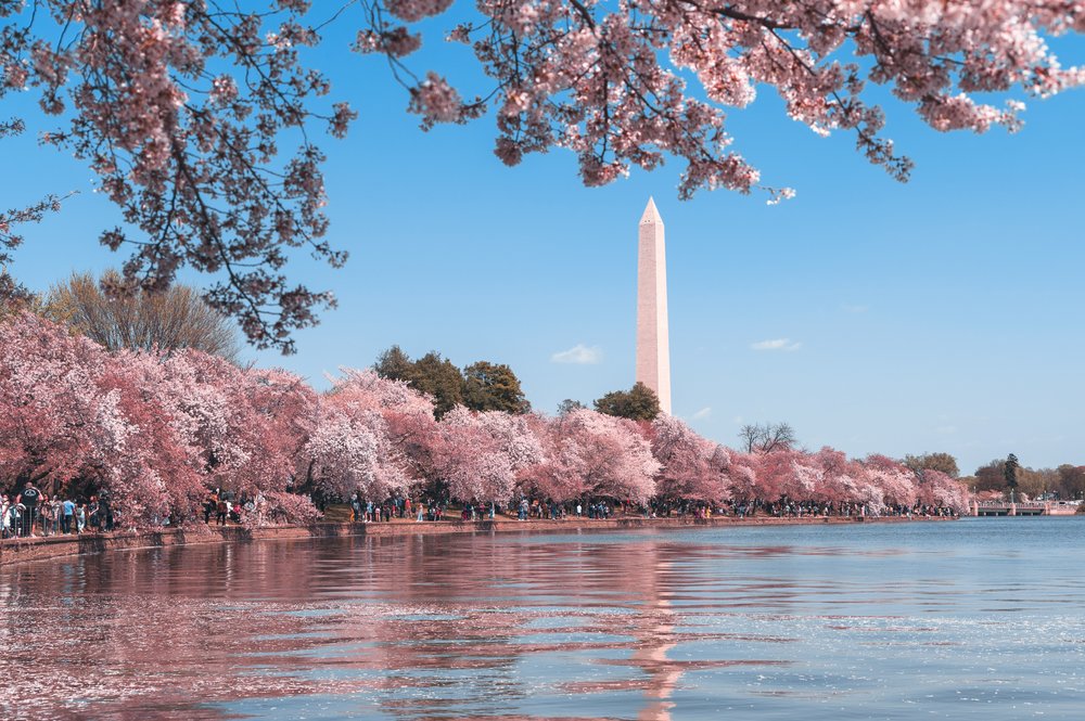 cherry blossom viewing spot in Washington DC USA