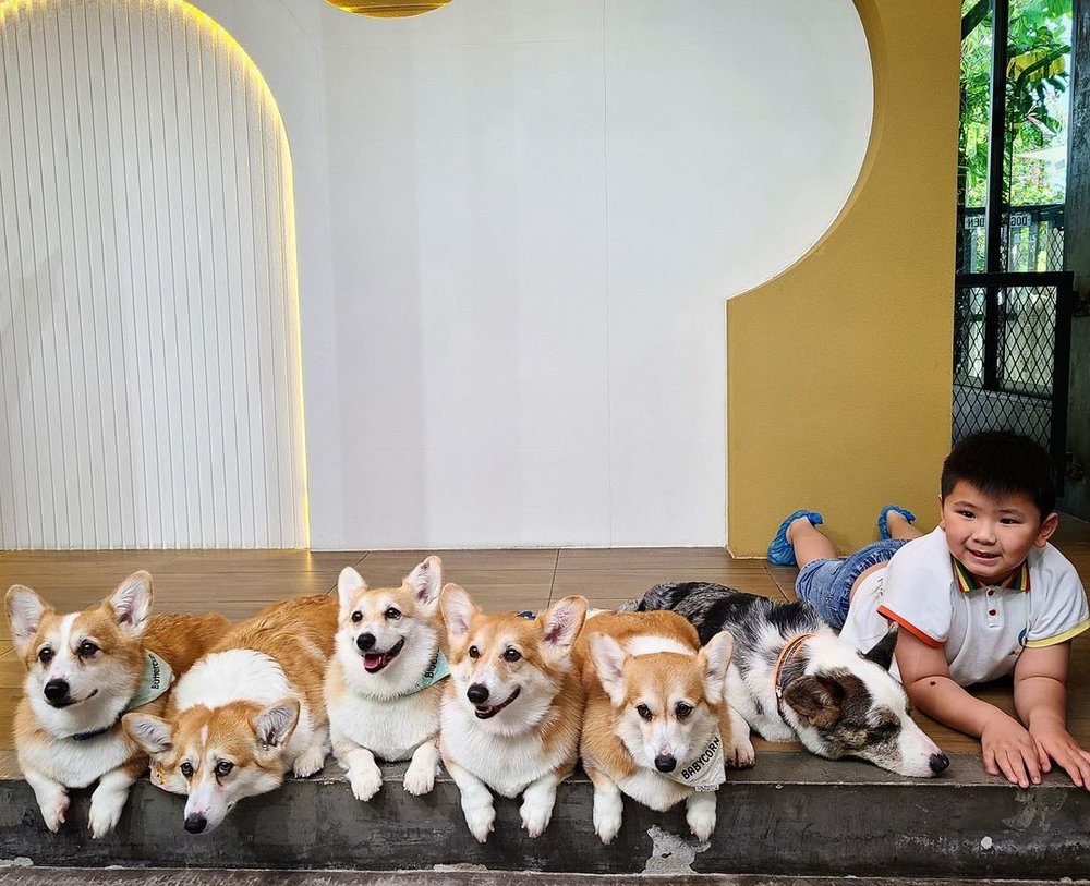 Corgi in the Garden family friendly place to visit in Bangkok 