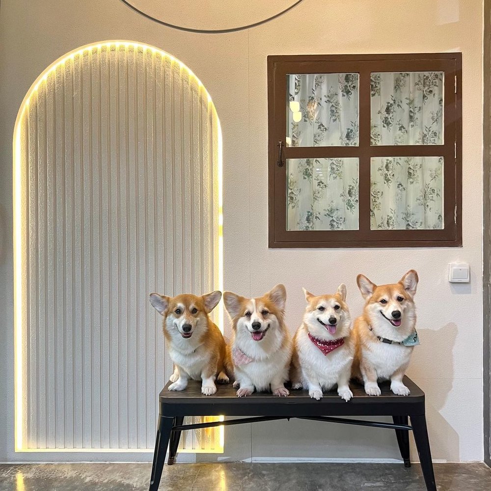 Corgi In The Garden pet cafe in Bangkok