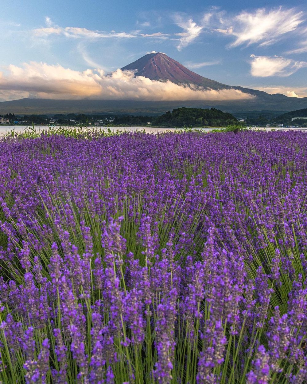 6月下旬至7月中旬限定的薰衣草季！（圖片來源：@ta.tsu_75)
