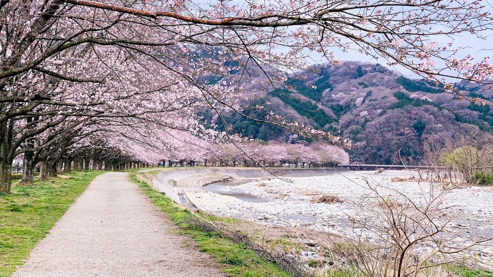 road lined with cherry blossom trees