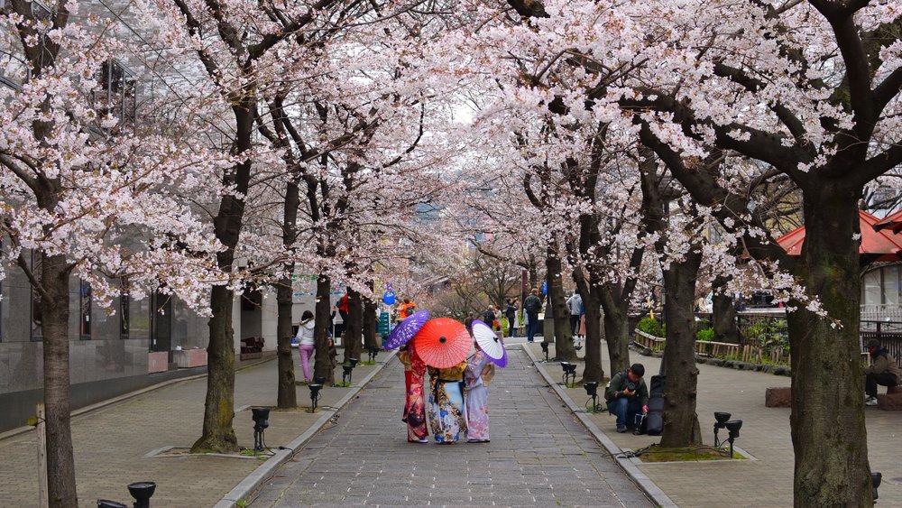 women in kimono with umbrellas on a road with cherry blossoms