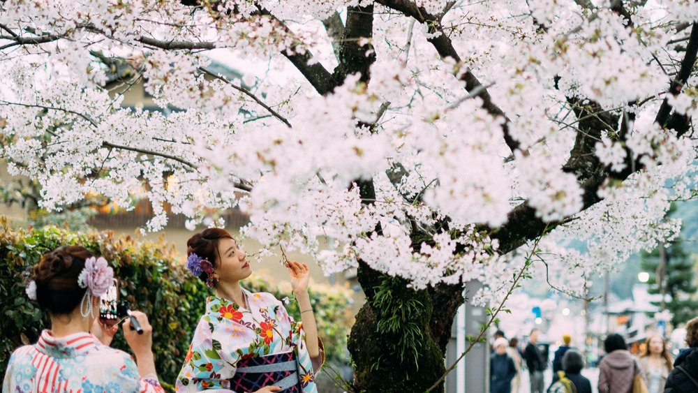 woman in kimono looking at cherry blossom tree