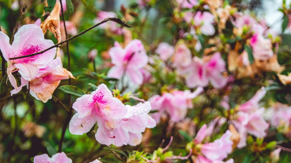 blooming pink flowers