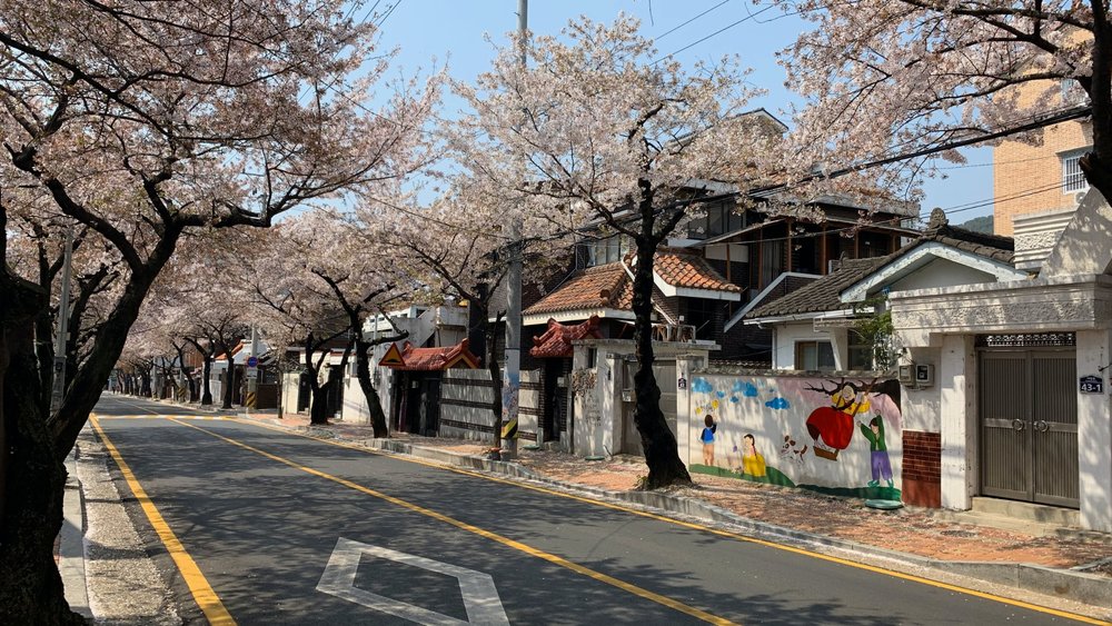 street of houses lined with blooming trees