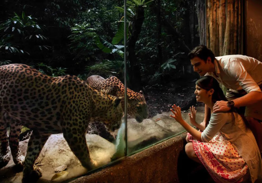 Night Safari Singapore