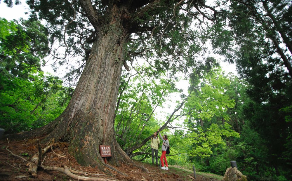 立山黑部開山 立山黑部景點 美女平