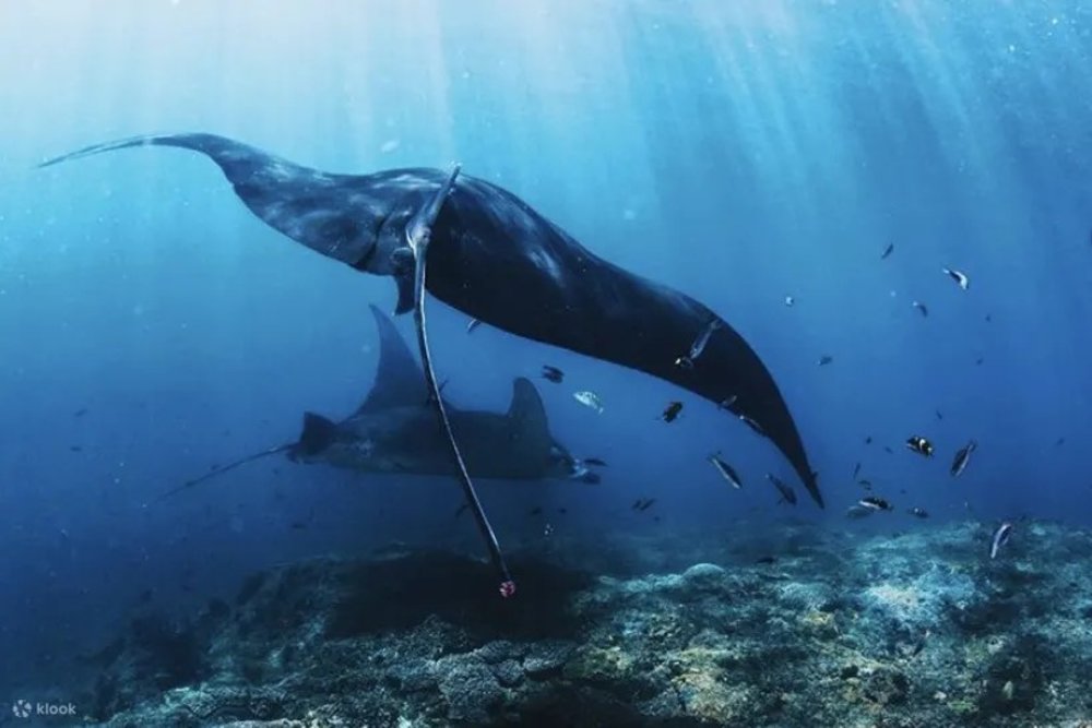 snorkelling in labuan bajo