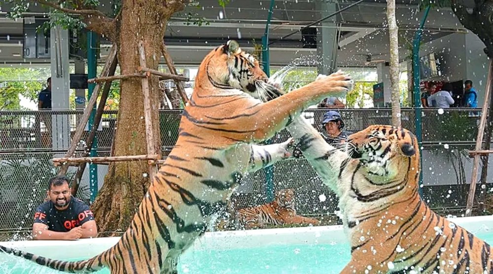 pattaya tiger park