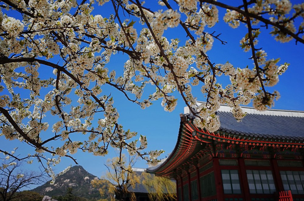 Gyeongbokgung Palace cherry blossom viewing spot in Korea