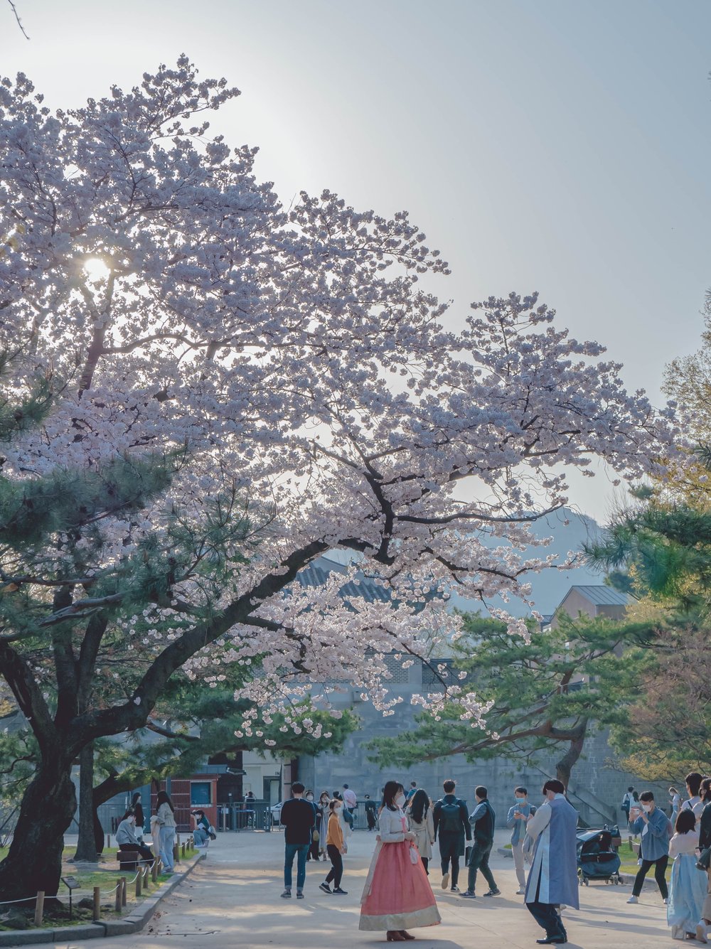 Gyeongbokgung Palace cherry blossom viewing spot in Seoul