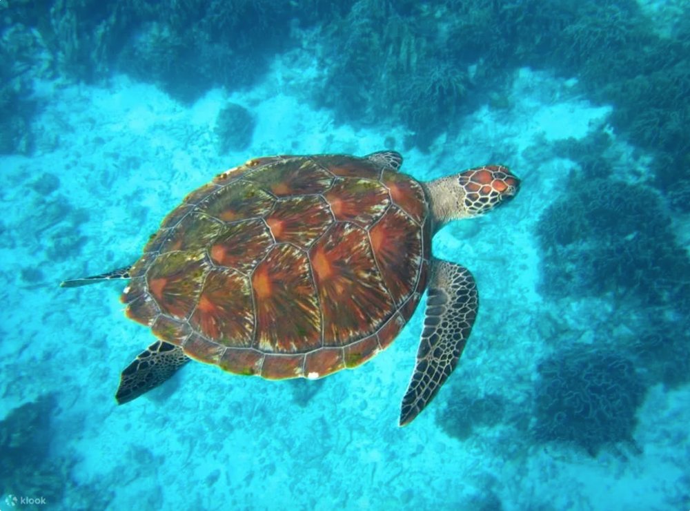 เต่าน้อยน่ารัก