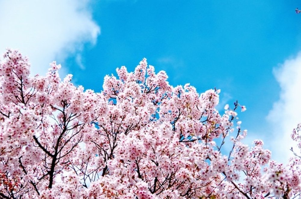 ฤดูใบไม้ผลิที่ญี่ปุ่นสวยโดนใจที่ไหนต้องโดน