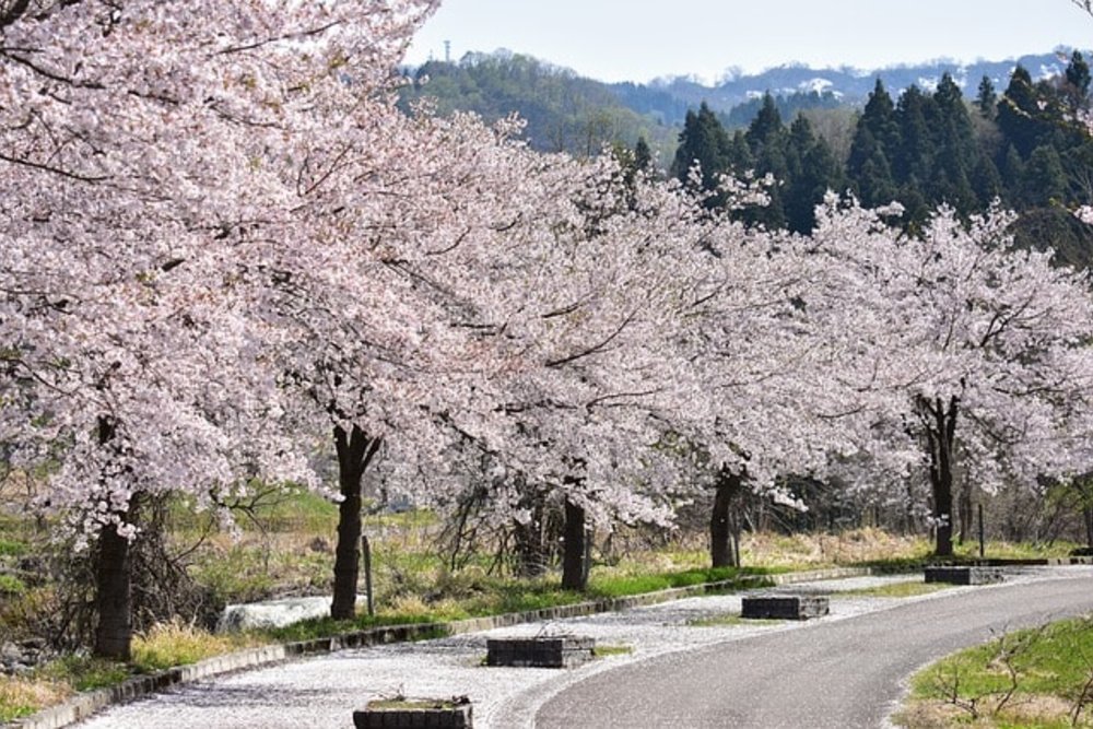 ประเทศญี่ปุ่นมีการปลูกต้นซากุระโดยทั่วไป