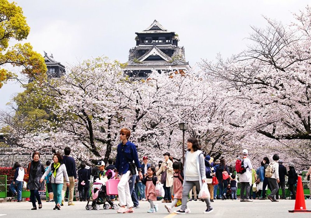 nippon cherry blossom 