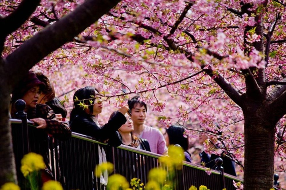เทศกาลชมดอกซากุระที่ญี่ปุ่น / ขอบคุณภาพจาก : facebook การท่องเที่ยวญี่ปุ่น - Visit Japan