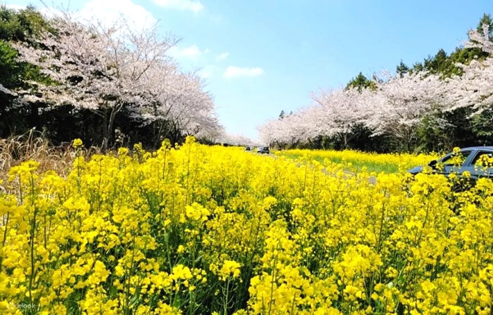 韓國濟州島櫻花
