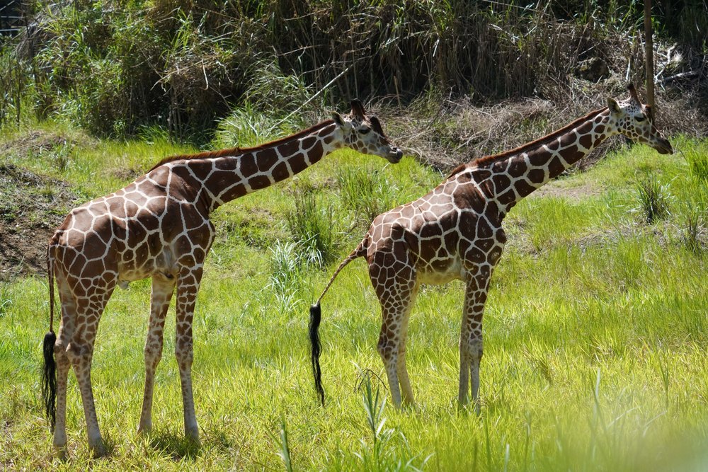 cebu safari giraffe