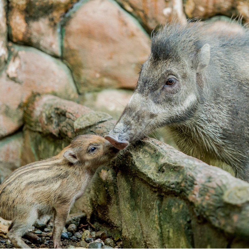 Warty pigs