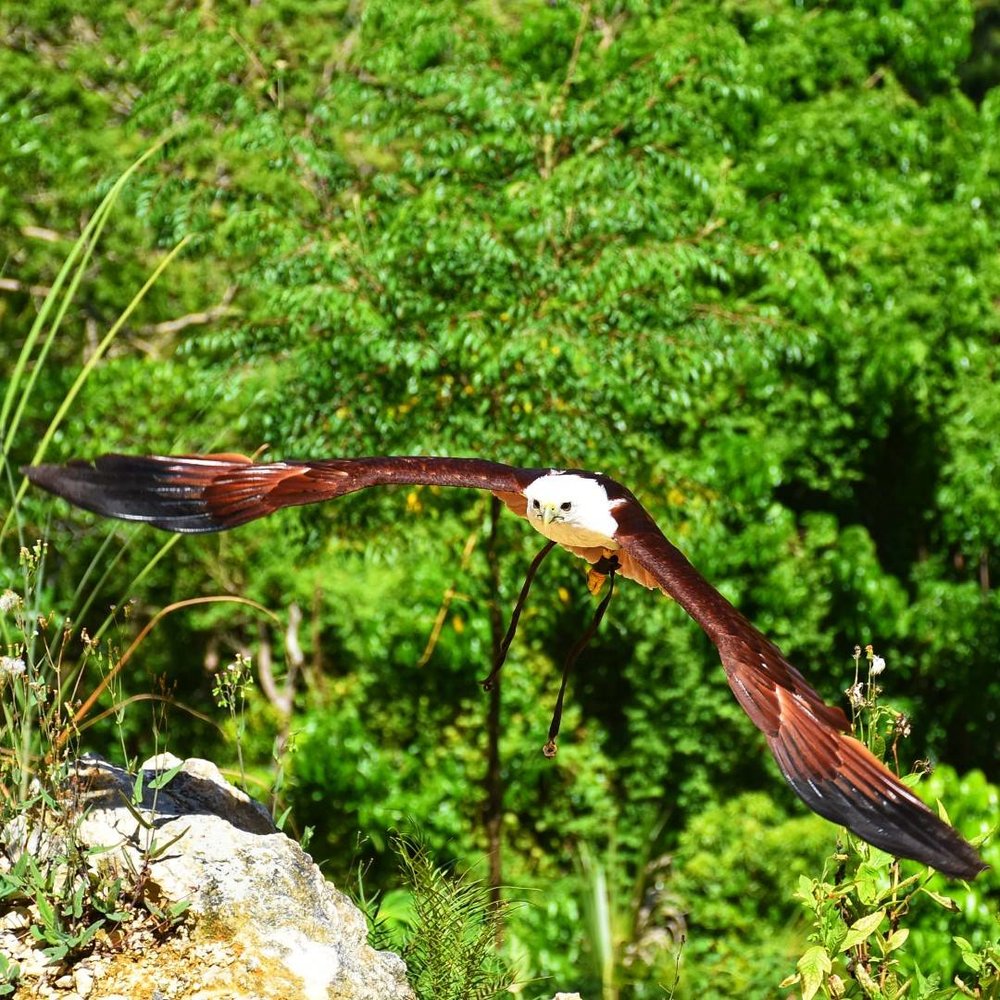 Philippine Eagle flying