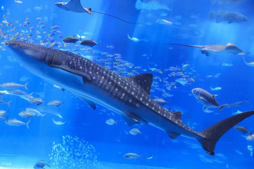 review-du-lich-okinawa-4-ngay-3-dem