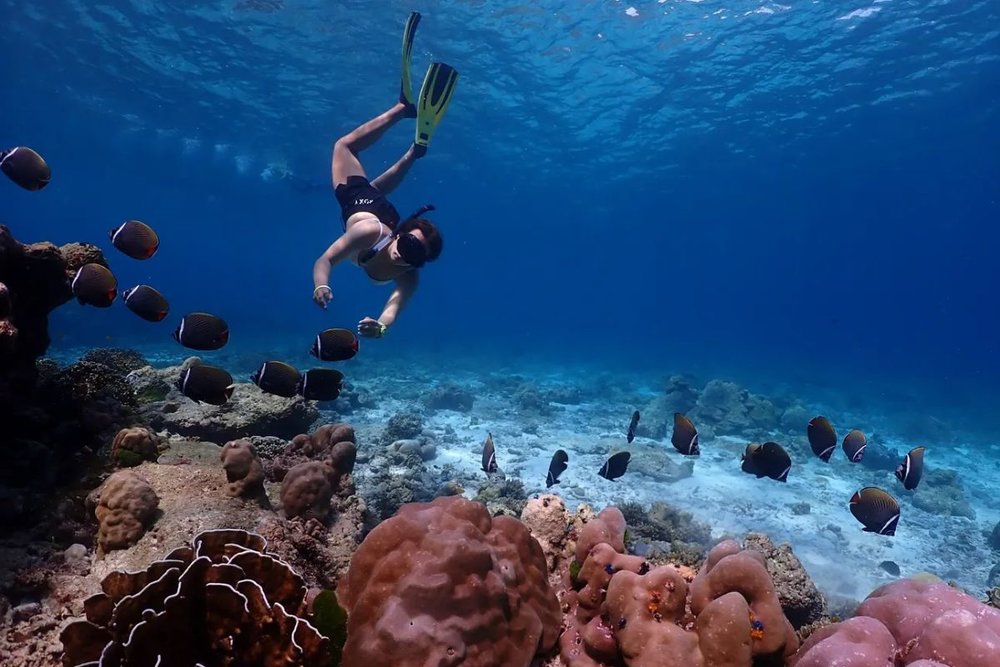 Tour Lặn Với Ống Thở Đảo Similan Đi Bằng Tàu Cao Tốc Từ Phuket