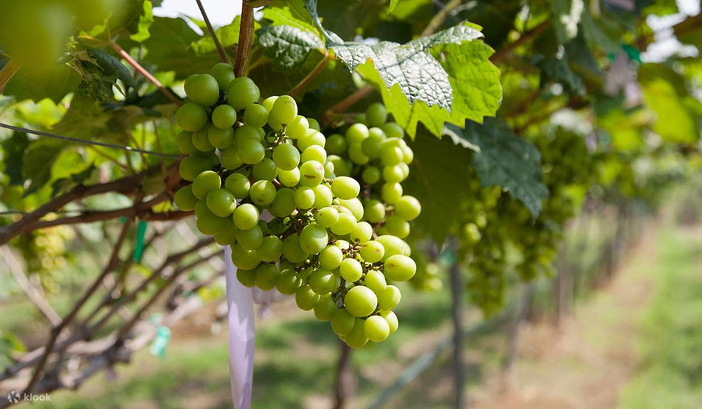 Tour Tham Quan Những Nơi Nổi Tiếng Của Hua Hin & Vườn Nho Monsoon Valley