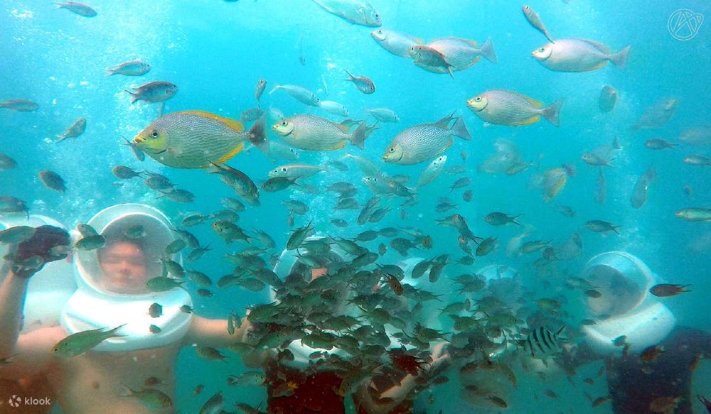 ดำน้ำดูปลาแบบใกล้ชิด