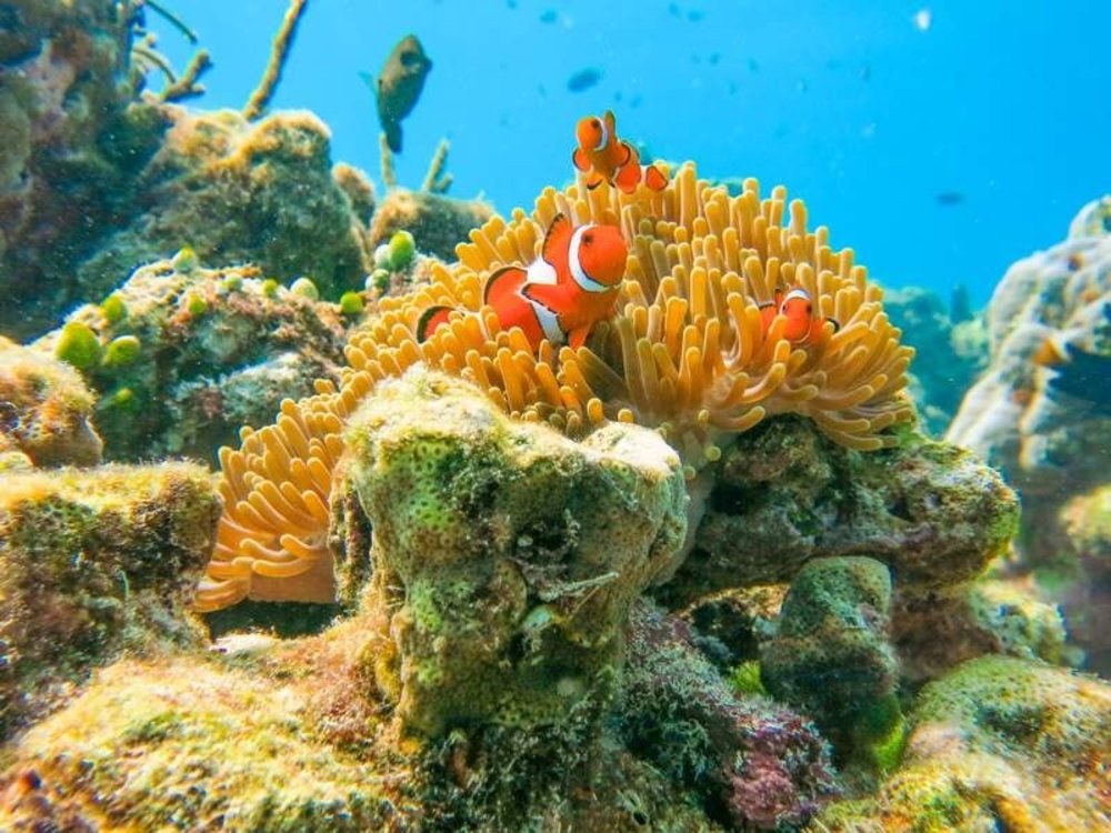 น้องปลานีโม่ในปะการัง