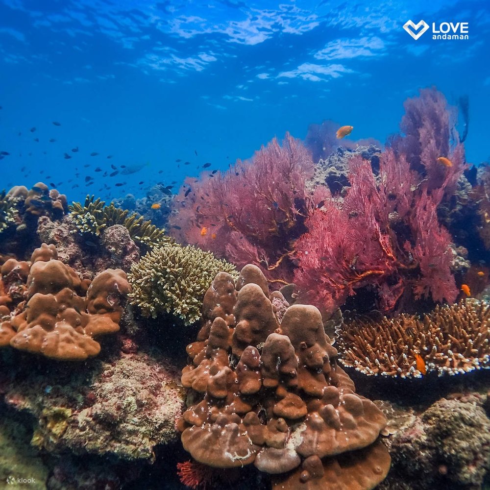ปะการังหลากสี