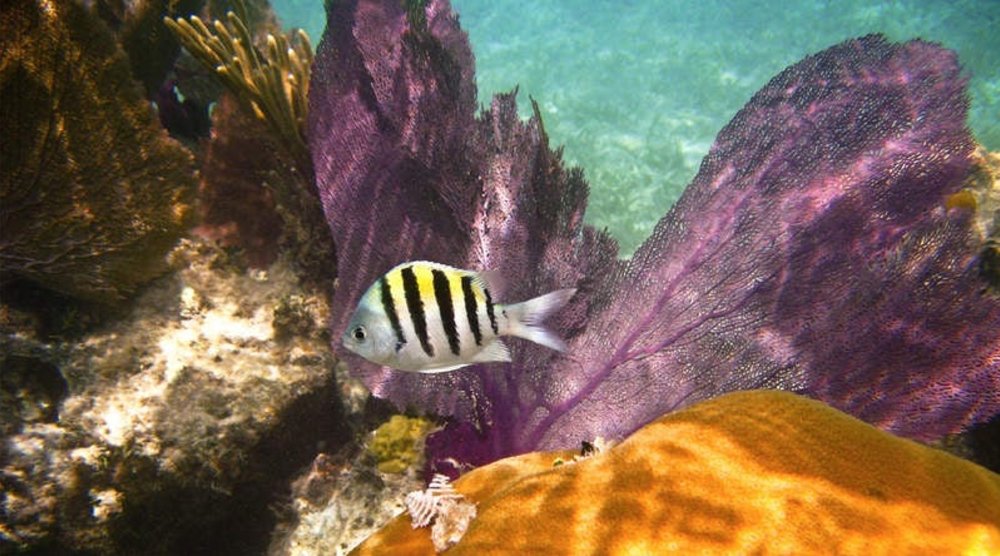 ใกล้ชิดกับน้องปลา